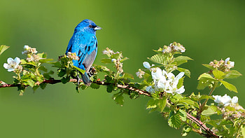 Vibrance of Spring, branch, leaves, bird, blossoms, spring HD wallpaper