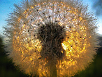 Grass, Macro, Shine, Light, Shadow, Dandelion, Fluff, Fuzz HD wallpaper