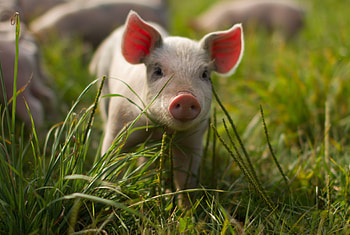 Beautiful piglet , farm cuteness, Precious snouts, Playful oinks HD wallpaper