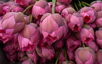 lotuses, pink flowers, background with lotuses, pink floral background, lotus, beautiful pink flowers HD wallpaper