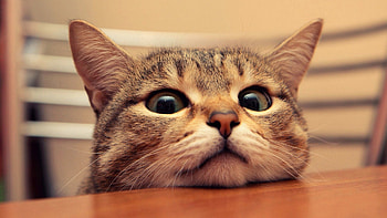 Funny cat, animal, cute, cat, funny HD wallpaper