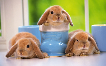 Animals, Rabbits, Sit, Toddlers, Kids, Three HD wallpaper