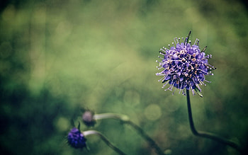 Flower, Macro, Branch, Stem, Stalk HD wallpaper
