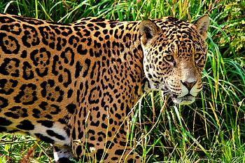 Animals, Grass, Jaguar, Predator, Big Cat, Sight, Opinion, Stroll HD wallpaper