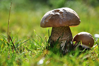 Macro mushroom , Bokeh effect, Nature close-up, Dreamy aesthetics HD wallpaper