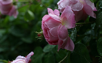 Flowers, Leaves, Pink, Flower, Rose Flower, Rose, Bud HD wallpaper