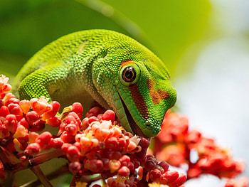 Gecko, Phelsuma grandis, Madagascar's treasure, Stunning lizard HD wallpaper