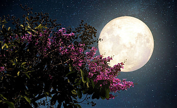 full moon, branch, spring night, spring, night HD wallpaper