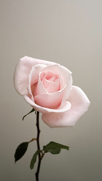 Single Flower, Roses HD phone wallpaper