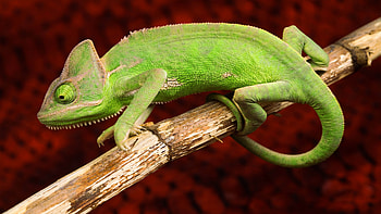 Chameleon lizard green animals HD wallpaper