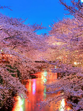 Sakura, Japan HD phone wallpaper