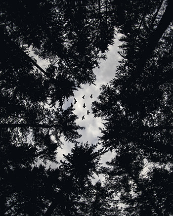 Birds, Trees, Top, Bw, Chb, Tops, Bottom View HD phone wallpaper