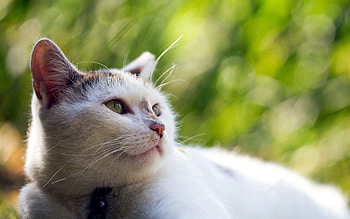 Animals, Cat, Muzzle, Blur, Smooth, Sight, Opinion HD wallpaper