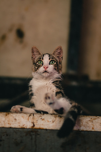 Funny, Animals, Cat, Pet, Sight, Opinion, Sweetheart, Nice HD phone wallpaper