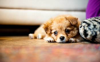 Sad morning, dog, sad, animals, cute, pet HD wallpaper