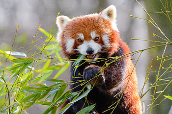 Animals, Animal, Bamboo, Red Panda HD wallpaper