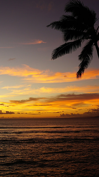 Maui ocean sunset, Palm trees, nature, Tranquil scenery HD phone wallpaper