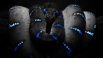 offers thousands of cool backgrounds, high definition , website backgrounds and much more. HD wallpaper