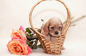 ╰✿✿╮╰✿✿╮, dog, animal, dogs, animals HD wallpaper