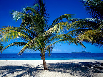 Landscape, Sea, Beach, Palms HD wallpaper