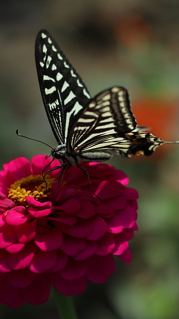Black Butterfly, Adorable, Background HD phone wallpaper