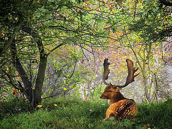 nice deer in forest, animal, deer, trees, nature, grass, forest, nice HD wallpaper