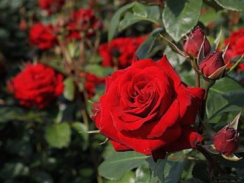**Red Roses**, leaves, roses, green, red, nature, flowers HD wallpaper