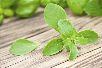 Stevia, Side effects, Truvia, Stevia plant HD wallpaper