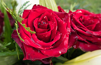 Roses, Flowers, Drops, Red, Macro HD wallpaper
