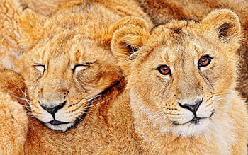 Animals, Lions HD wallpaper
