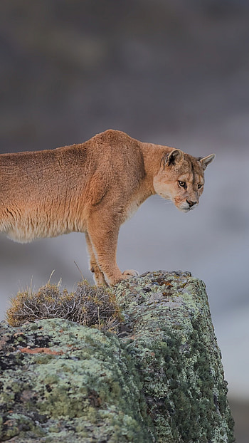 Cougar, Sony Xperia , Premium quality, Striking visuals HD phone wallpaper