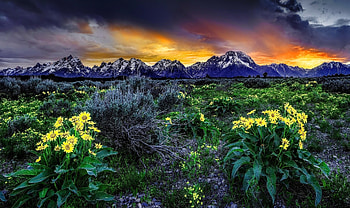 Desert flowers, desert, sky, flowers, mountains HD wallpaper