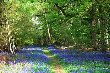 Enchanting Walk, spring, forest, walk, enchanting HD wallpaper