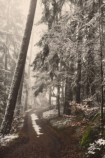 Winter, Nature, Trees, Snow, Forest, Fog, Path, Trail HD phone wallpaper