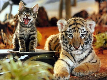 Big cat and little kitten, animal, kitten, tiger, cub, cat, feline HD wallpaper