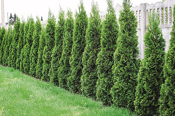 Hecke dngen, Gardening tips, Nutrient supply, Successful cultivation HD wallpaper