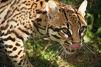 Beautiful-Ocelot-Cat-, cat, beautiful, , ocelot HD wallpaper