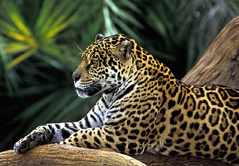 Jaguarete, branch, ocellated spots, cat, jaguar HD wallpaper
