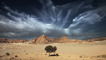 Nature, Sky, Clouds, Sand, Desert, Wood, Tree, Expanse, Open Spaces HD wallpaper