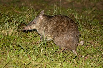 Bandicoot, Long-nosed bandicoot, Perameles nasuta, Canada HD wallpaper