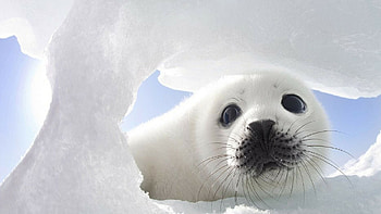 Cute seal , Adorable creatures, Marine life, Playful HD wallpaper