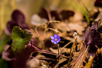 Flowers, Flower, Petals, Lonely, Alone HD wallpaper