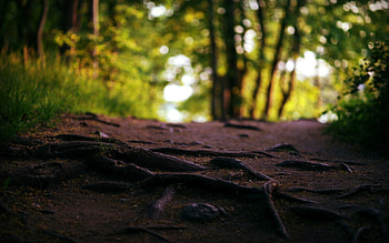 Nature, Trees, Forest, Land, Earth, Plexus, Roots, Track HD wallpaper