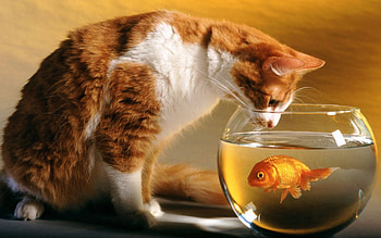 Animals, Cat, Hunting, Hunt, Aquarium, Curiosity HD wallpaper