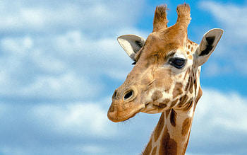 Animals, Background, Sky, Head, Giraffe, Big, Large HD wallpaper