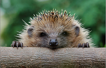 Animals, Hedgehogs HD wallpaper