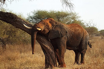 I Got a Itch, weeds, sky, elephant, tree HD wallpaper