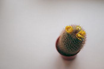 Needle, Flower, Minimalism, Cactus, Thorns, Prickles HD wallpaper