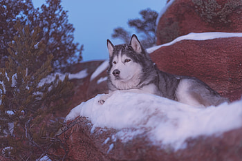 Alaskan Malamute , Breathtaking beauty, Snowy landscapes, Incredible animals HD wallpaper