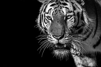 Animals, Striped, Predator, Bw, Chb, Tiger, Wild, Looks HD wallpaper